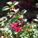 Picasa 2.7